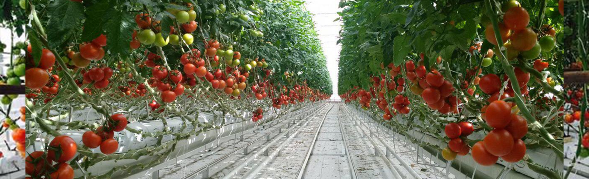 Proceed to the Next Steps