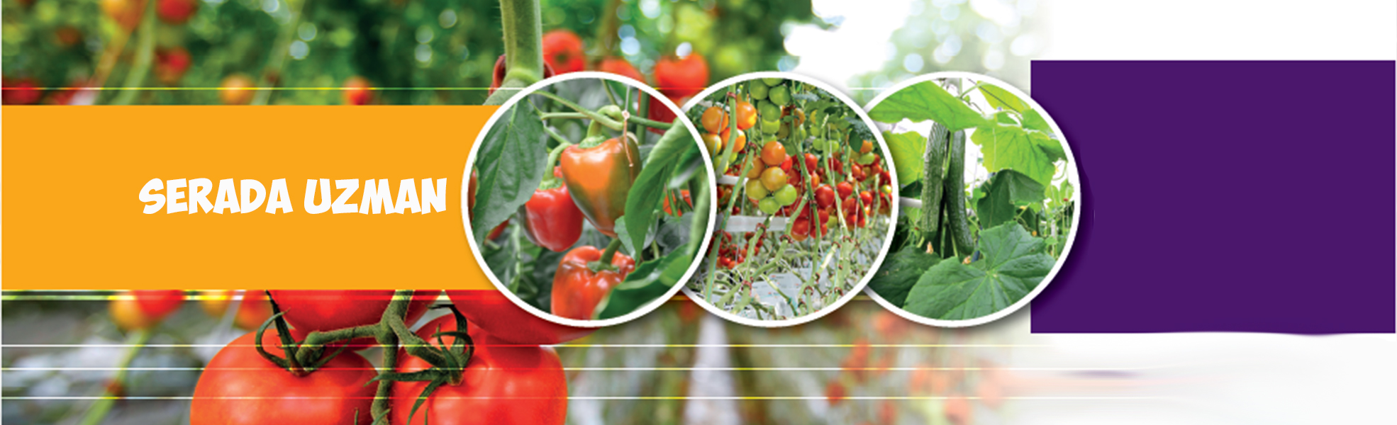 Proceed to the Next Steps